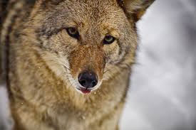 coyote